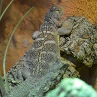 Jemen-Dornschwanz-Agame im Terrarium